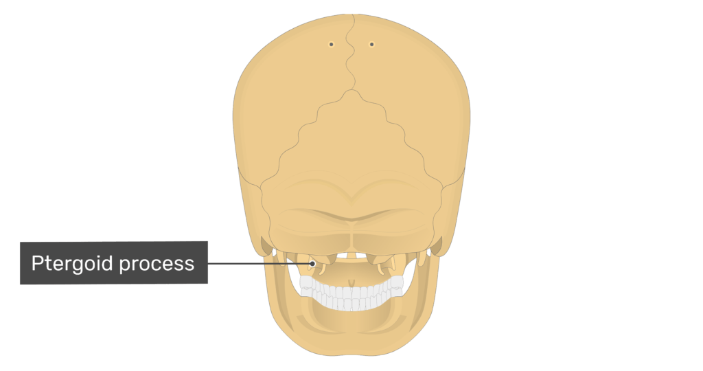 Posterior view of the pterygoid process of the skull