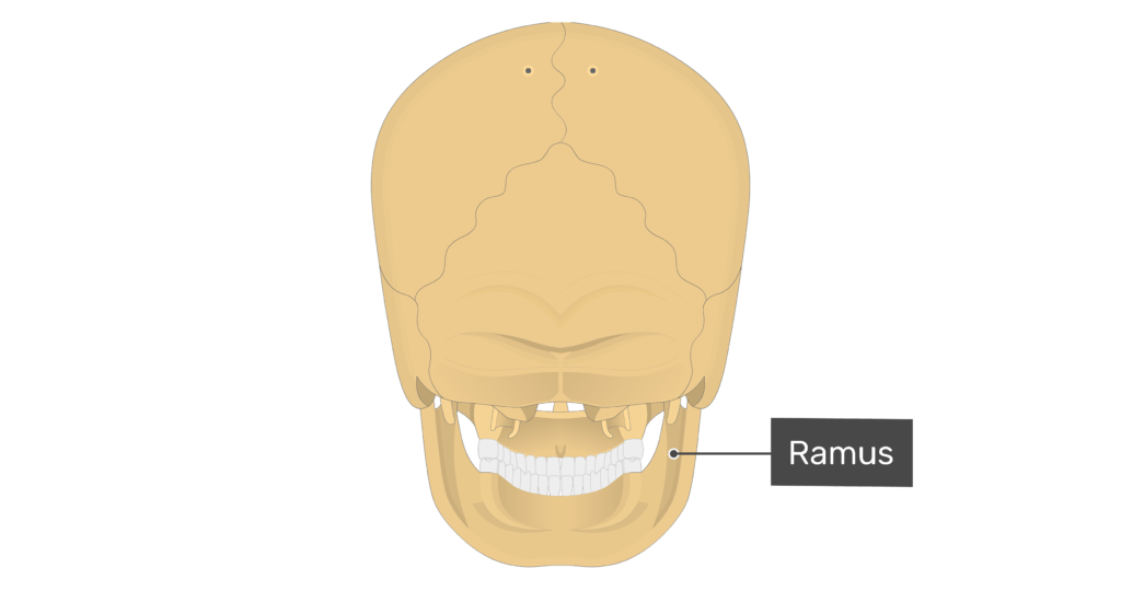 Posterior view of the ramus of the mandible