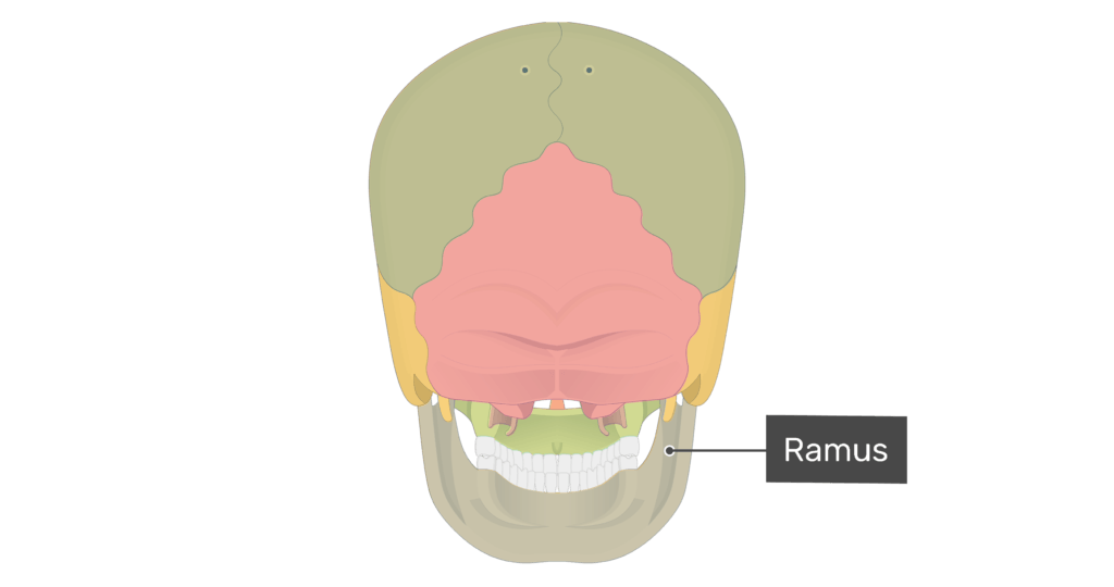 Posterior view of the ramus of the mandible with divisions shown
