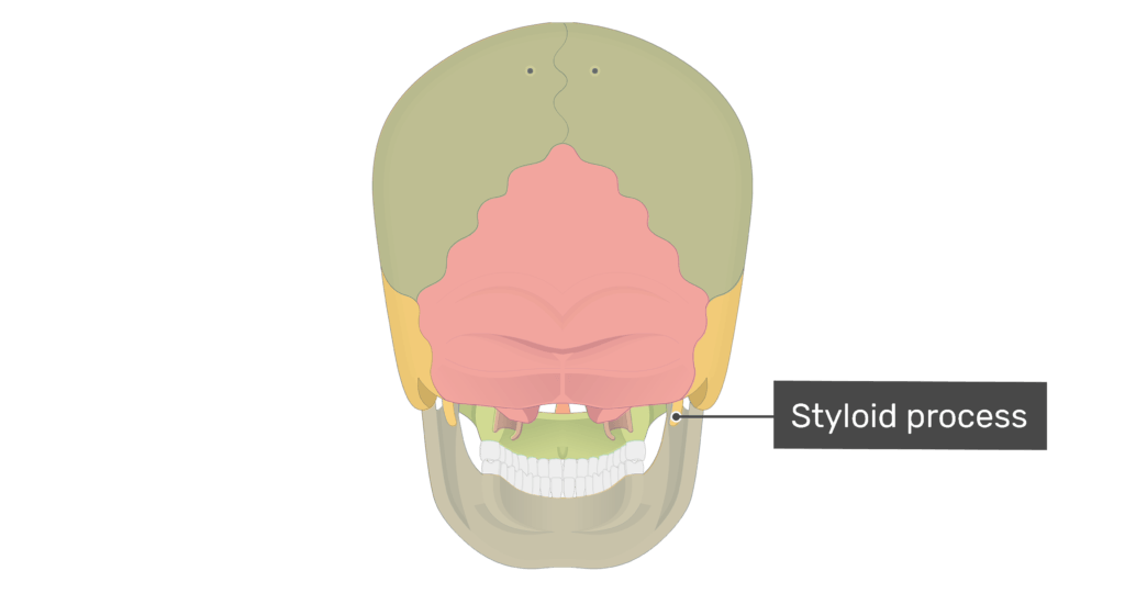 Posterior view of the styloid process of the skull with divisions shown