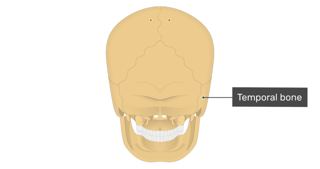 Posterior view of the temporal bone of the skull