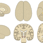 Main perspectives of the brain (sagittal, lateral, superior, inferior, coronal, cross-sectional)