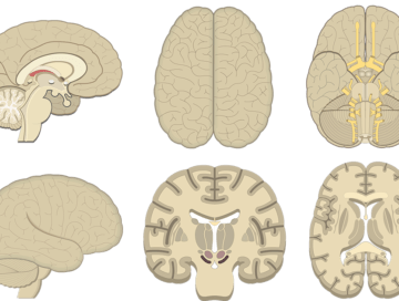 Brain Anatomy and Function Quiz