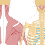 Featured image showing two views of the posterior view of the occipital region of the skull, cervical and thoracic regions of the spinal column, upper arm and scapulae. The image on the left shows the bony elements and the muscles of the back and next, the image on the right shows isolated Rectus Capitis Posterior Major Muscle.