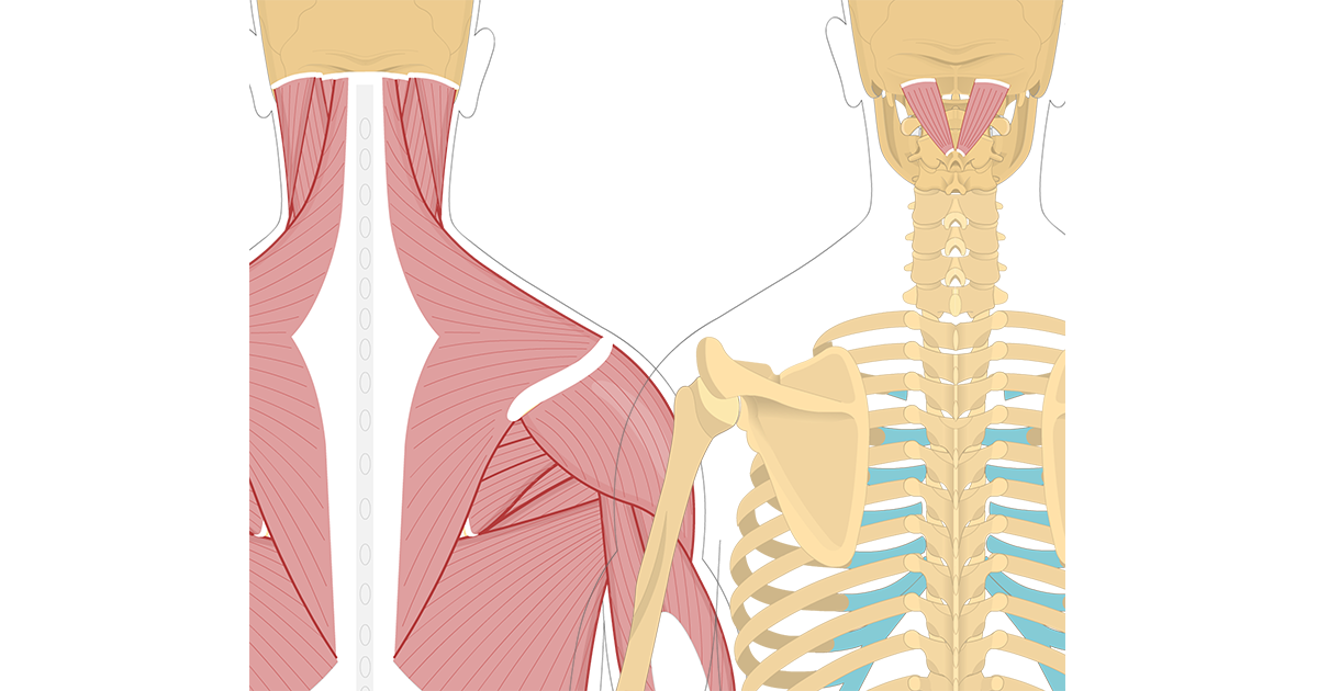 Rectus Capitis Posterior Major