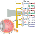 An image showing the parts of the retina and the visual pathway