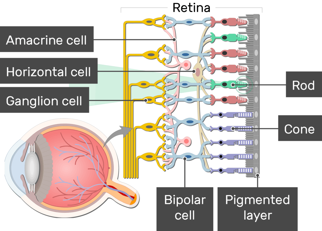 An image showing the physiology of the retina, the light stimulates the rods generating an action potential which moves to the Ganglion cell through the bipolar neuron, the Amacrine cell, Horizontal cell, Ganglion cell, Bipolar cell, Cone, Rod, and Pigmented layer are labeled