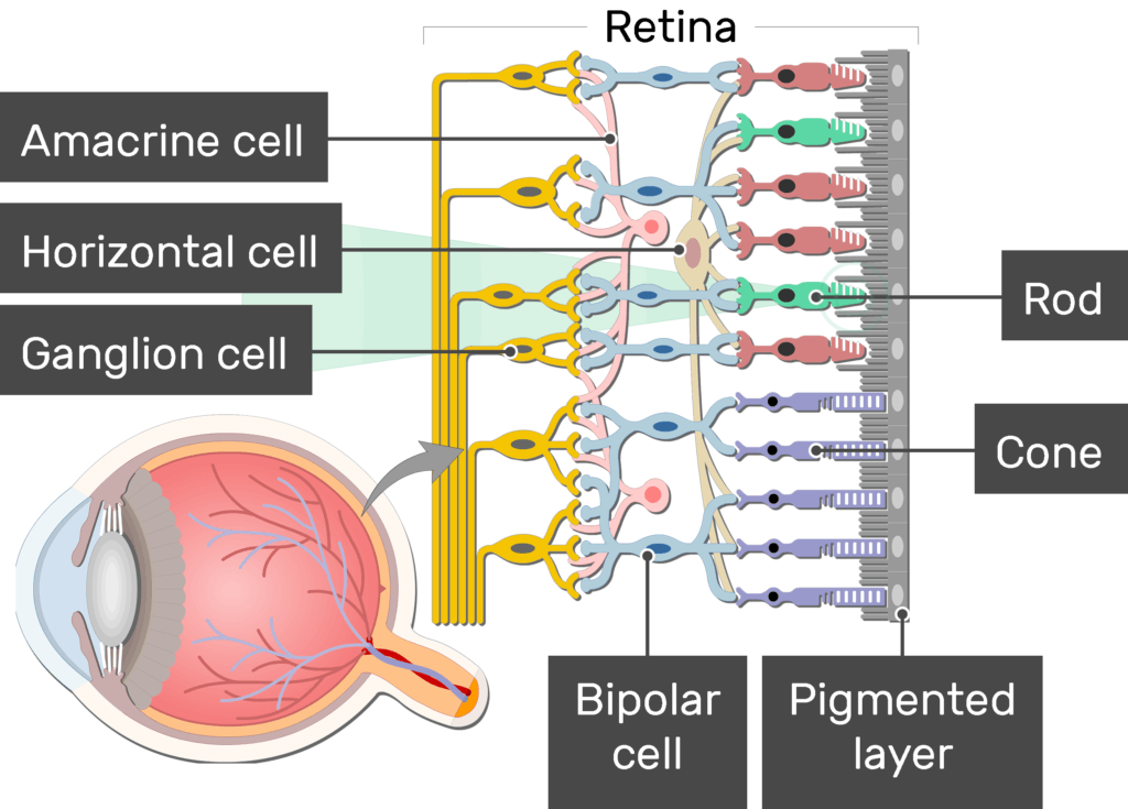 An image showing the physiology of the retina, the light stimulates the rods generating an action potential which moves to the Ganglion cell through the bipolar neuron, the Amacrine cell, Horizontal cell, Ganglion cell, Bipolar cell, Cone, Rod, and Pigmented layer are labeled