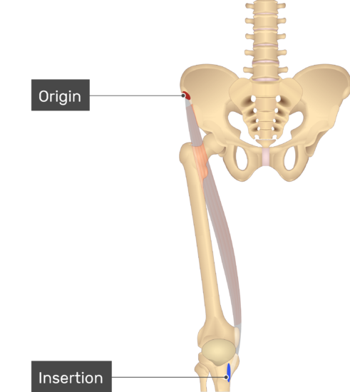 Sartorius Muscle