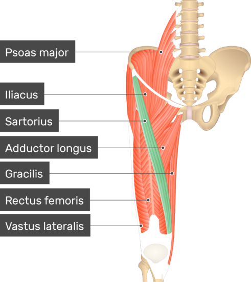 Sartorius Muscle