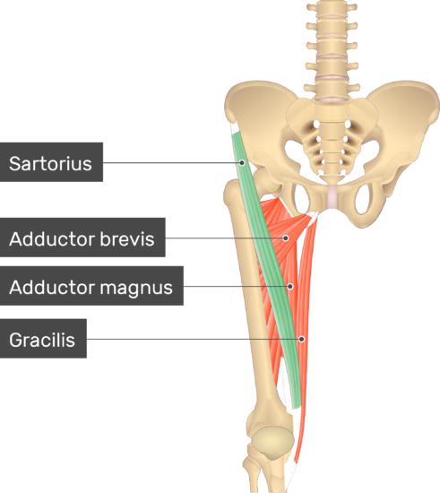 gracilis muscle origin