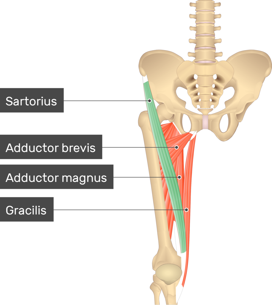sartorius
