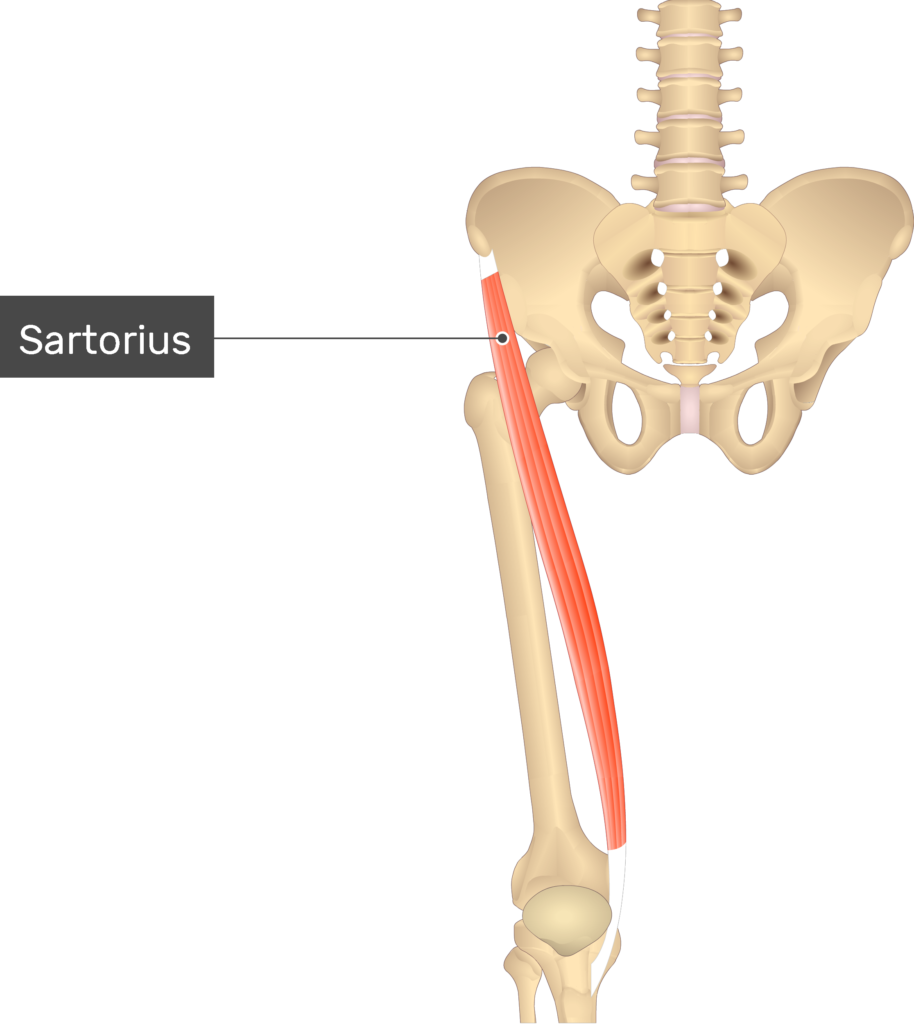 Drawsh The Sartorius Muscle vrogue.co