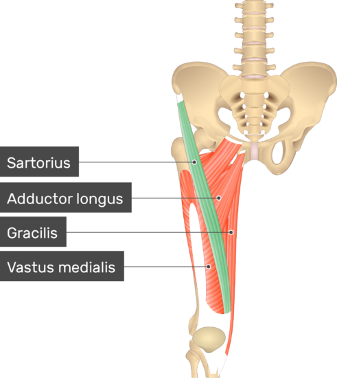 Sartorius Muscle