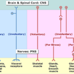 Two divisions of the nervous system (Sensory and motor) and the subdivisions (voluntary and involuntary) sections