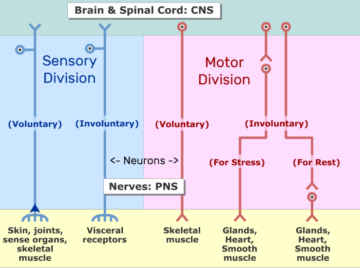 Sensory and Motor Systems (Peripheral Nervous System)