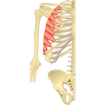 Anterior view of the right half of the skeleton with the serratus anterior muscle shown.
