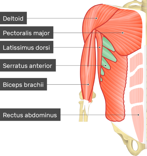 Serratus anterior