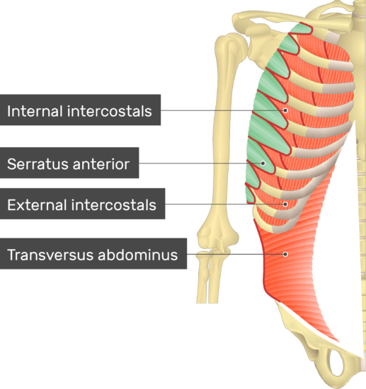 the origin of the serratus anterior includes ribs. - Captions Couples