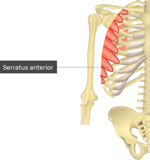 Serratus Anterior Muscle Action