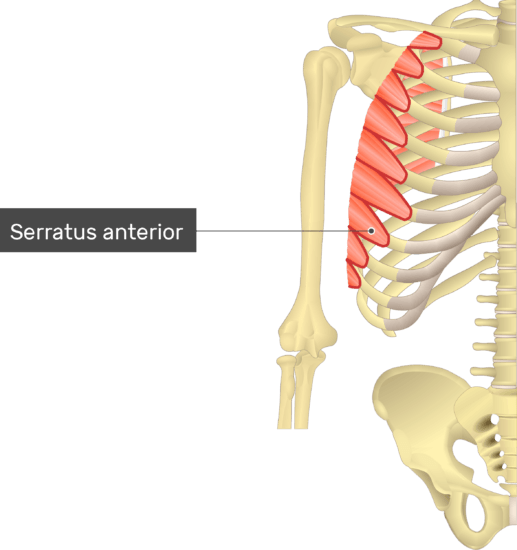 Serratus Anterior Muscle