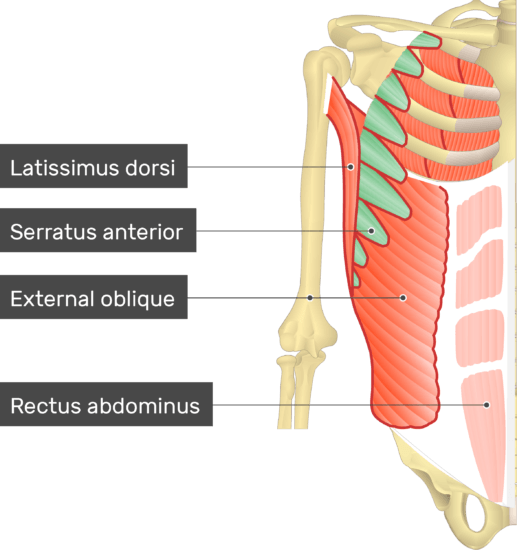 Serratus Anterior Muscle | GetBodySmart