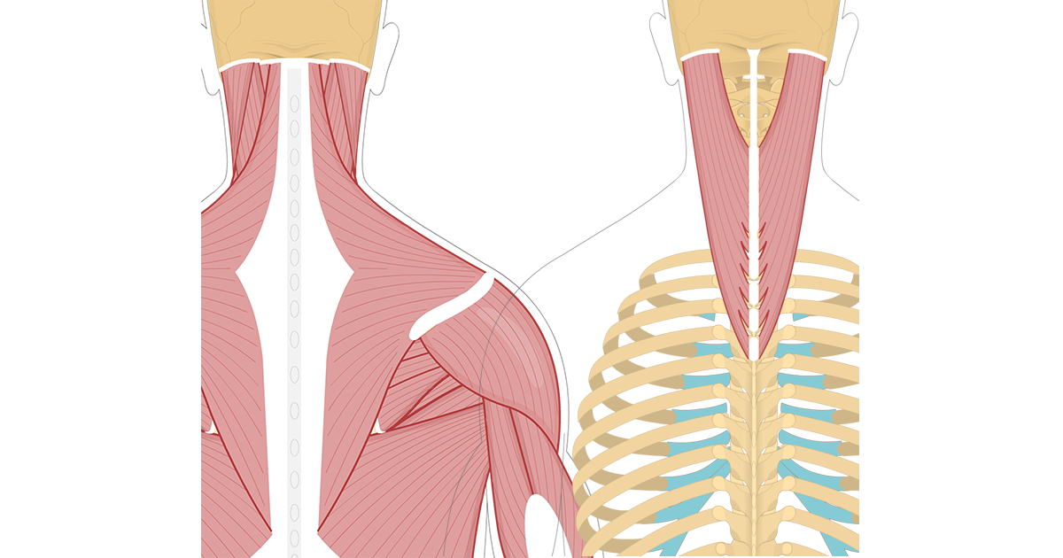 Semispinalis Thoracis Muscle