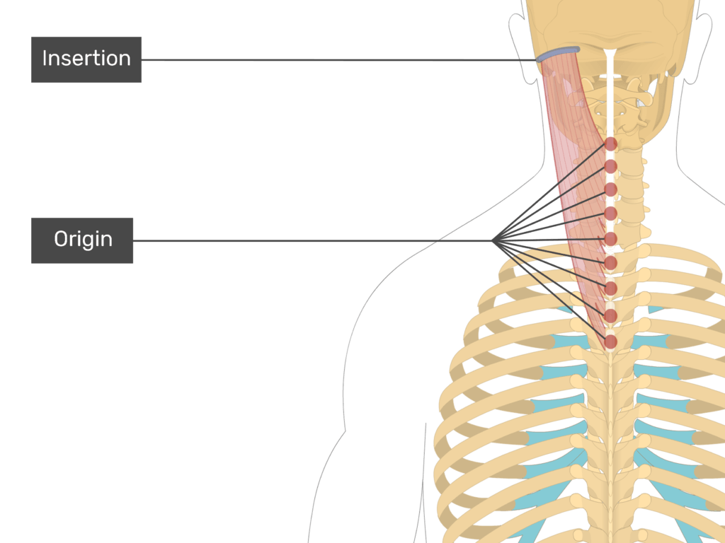 Splenius Capitis Origin And Insertion