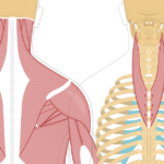 Featured image showing two views of the posterior view of the occipital region of the skull, cervical and thoracic regions of the spinal column, upper arm and scapulae. The image on the left shows the bony elements and the muscles of the back and next, the image on the right shows isolated Splenius Cervicis Muscle.