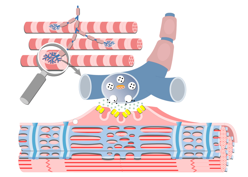Stimulation of a muscle fiber by a motor neuron.