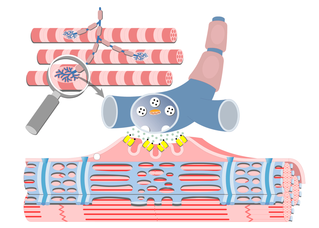 Stimulation of a muscle fiber by a motor neuron.