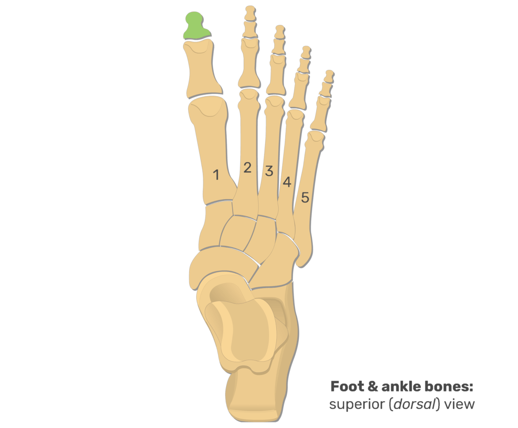 Metatarsal bones and foot phalanges: anatomy and diagram | GetBodySmart