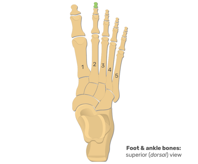 Metatarsal bones and foot phalanges anatomy and diagram GetBodySmart