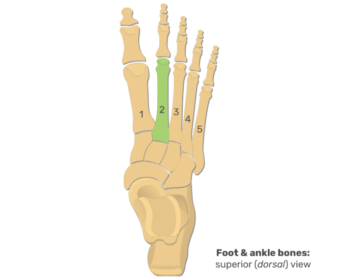Metatarsal Bones & Phalanges: Superior View