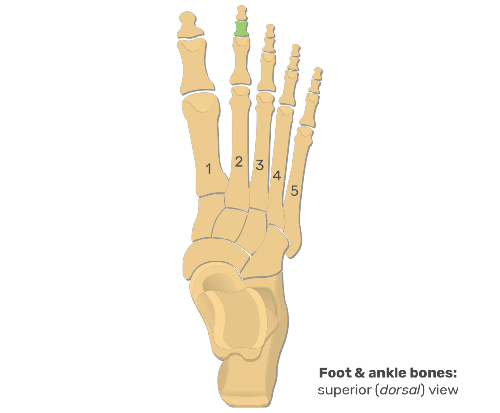 Superior view of the foot and ankle bones with the 2nd middle phalanx highlighted in green