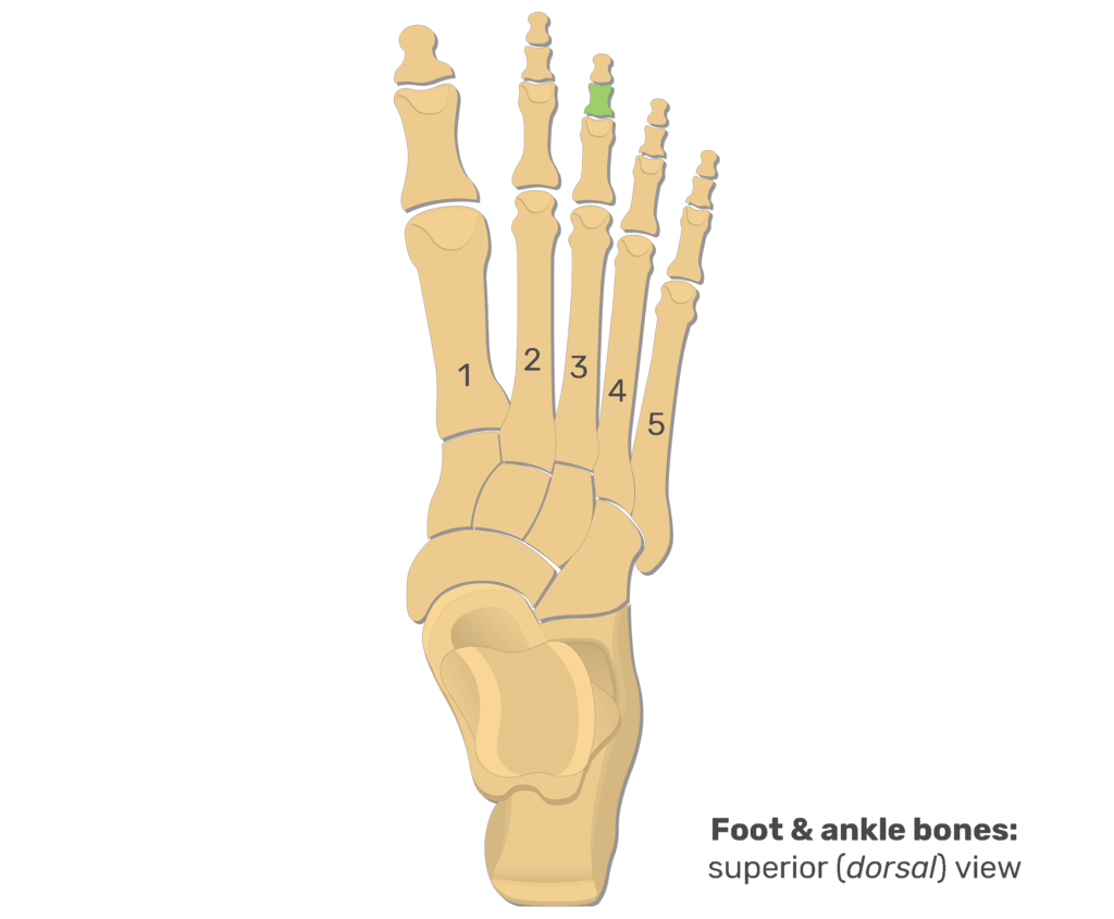 Superior view of the foot and ankle bones with the 3rd middle phalanx highlighted in green