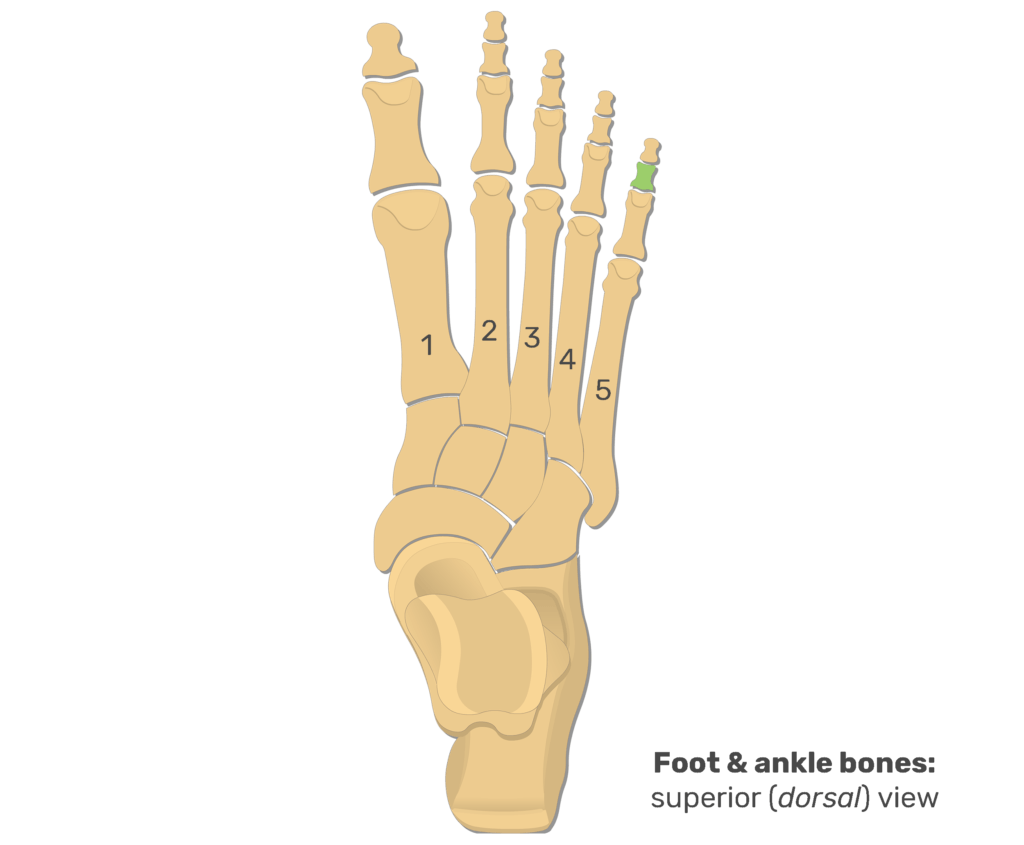 Superior view of the foot and ankle bones with the 5th middle phalanx highlighted in green