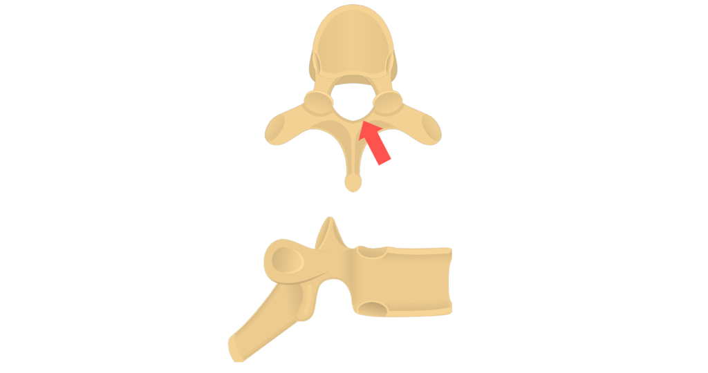 Superior view of the vertebral arch animation slide 4