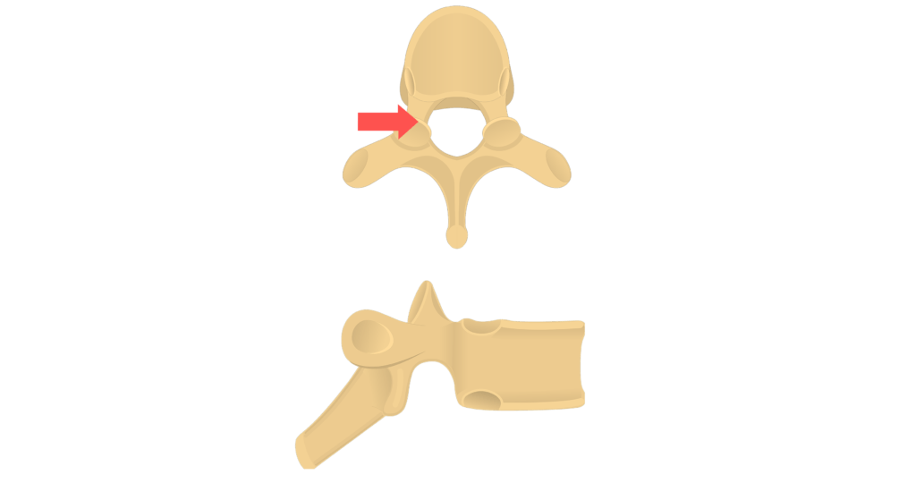 Superior view of the vertebral arch animation slide 9