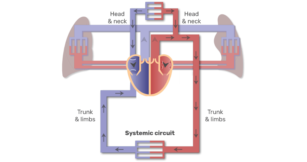 Systemic circuit animation slide 1