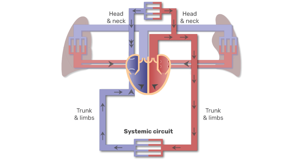 Systemic circuit animation slide 4
