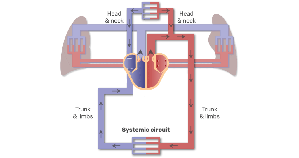 Systemic circuit animation slide 8