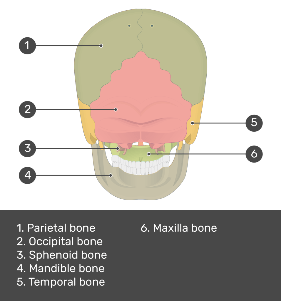 test yourself image for the posterior view of the skull bone with answers shown; parietal bone, occipital bone, sphenoid bone, mandible bone, temporal bone, maxilla bone