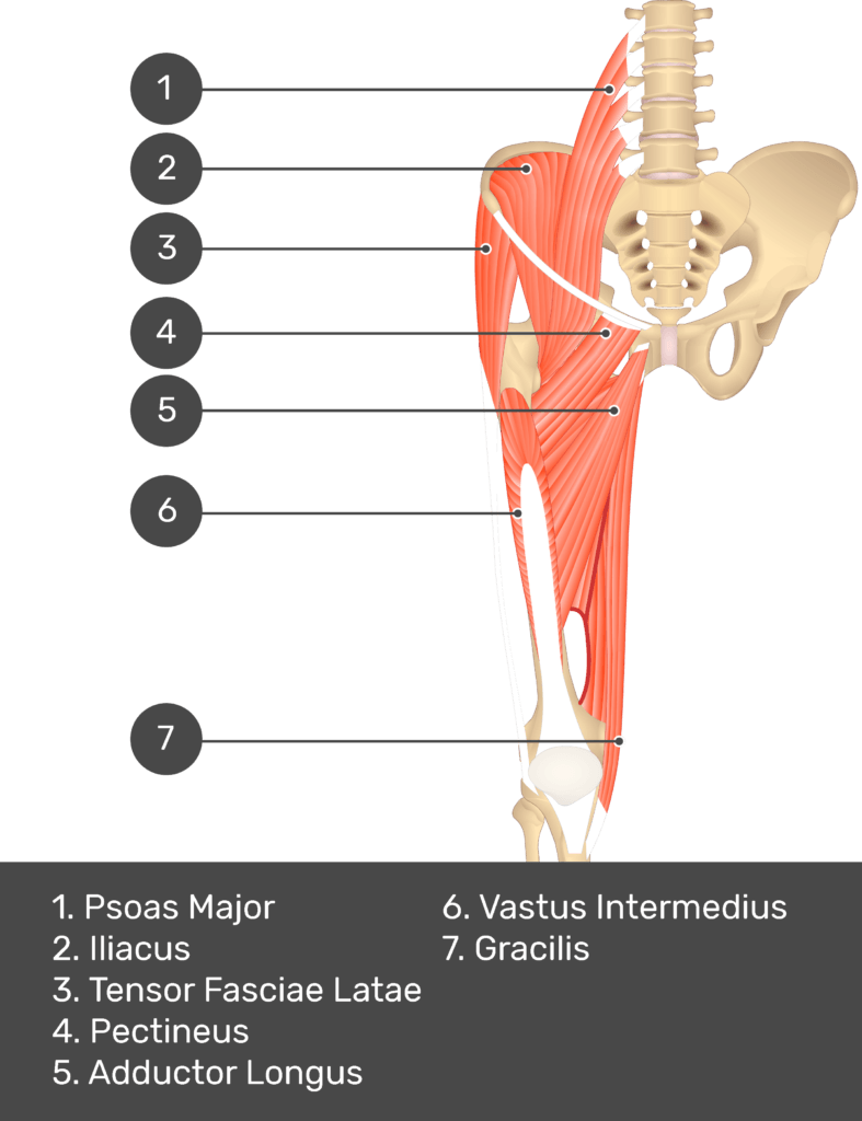 A quiz image of the anterior view of the thigh, pelvis and lower section of the vertebral column. The muscles of the anterior thigh are numbered 1 to 7. The answers revealed at the bottom are as follows 1. Psoas Major 2. Iliacus 3. Tensor Fasciae Latae 4. Pectineus 5. Adductor Longus 6. Vastus Intermedius 7. Gracilis.
