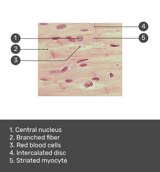 heart cell diagram