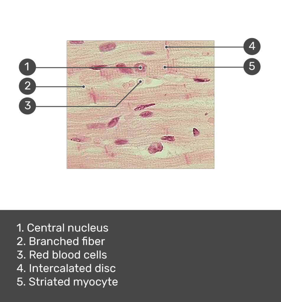 cardiac muscle tissue labeled diagram