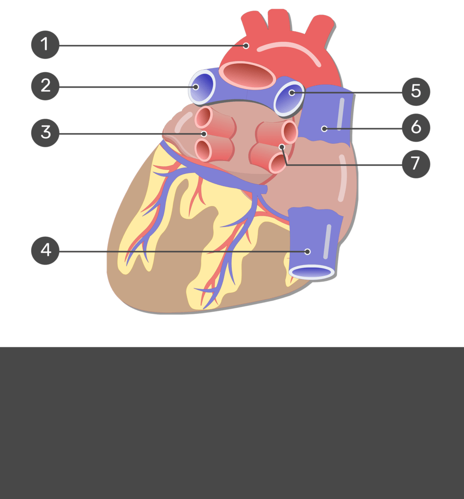 Test yourself image for the posterior view of the major blood vessels of the heart with answers hidden