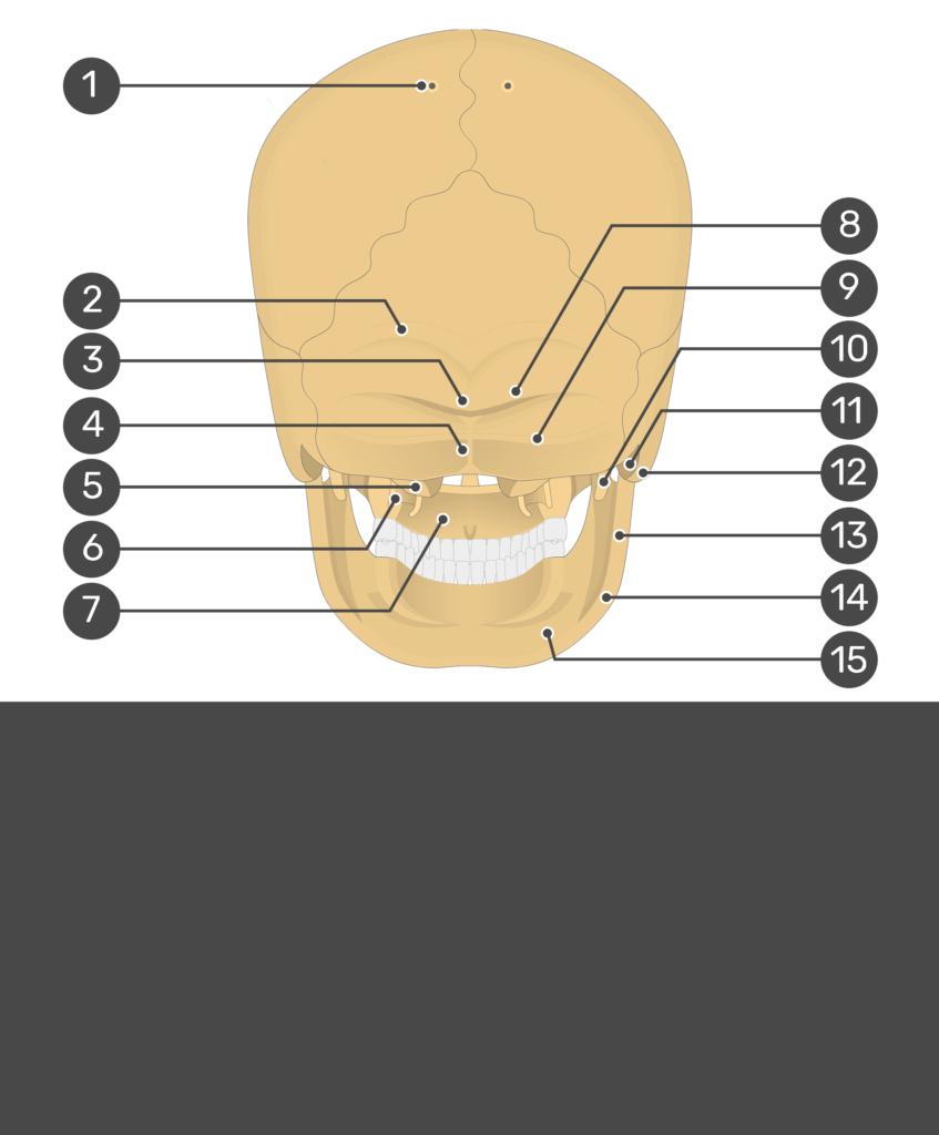 Test yourself image for the posterior view of the skull bone markings with answers hidden