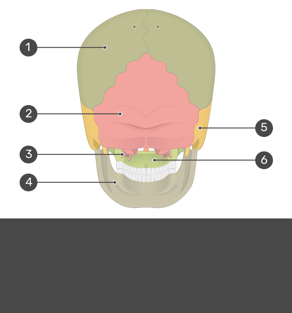 Test yourself image for the posterior view of the skull bones with answers hidden