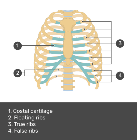 Structure Of The Ribcage And Ribs